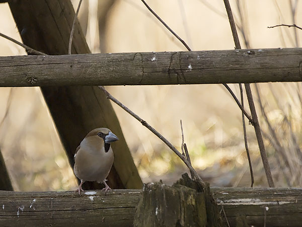 Nokkavarpunen, Hawfinch, Coccothraustes coccothraustes